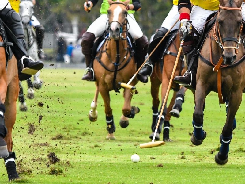 caballos polo nutrición pellet de alfalfa Uruguay