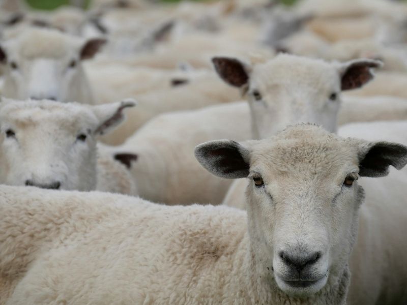 ovinos ganaderos pellet de alfalfa Uruguay