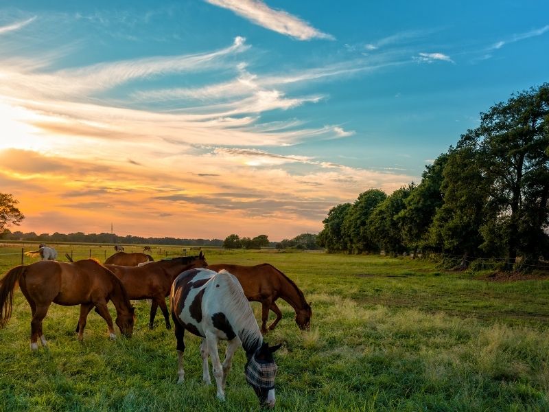 Caballos pastando en un campo de Uruguay al atardecer